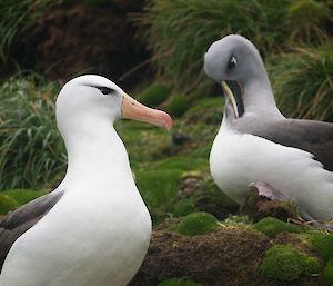 Grey headed and black browed albatross on the ground