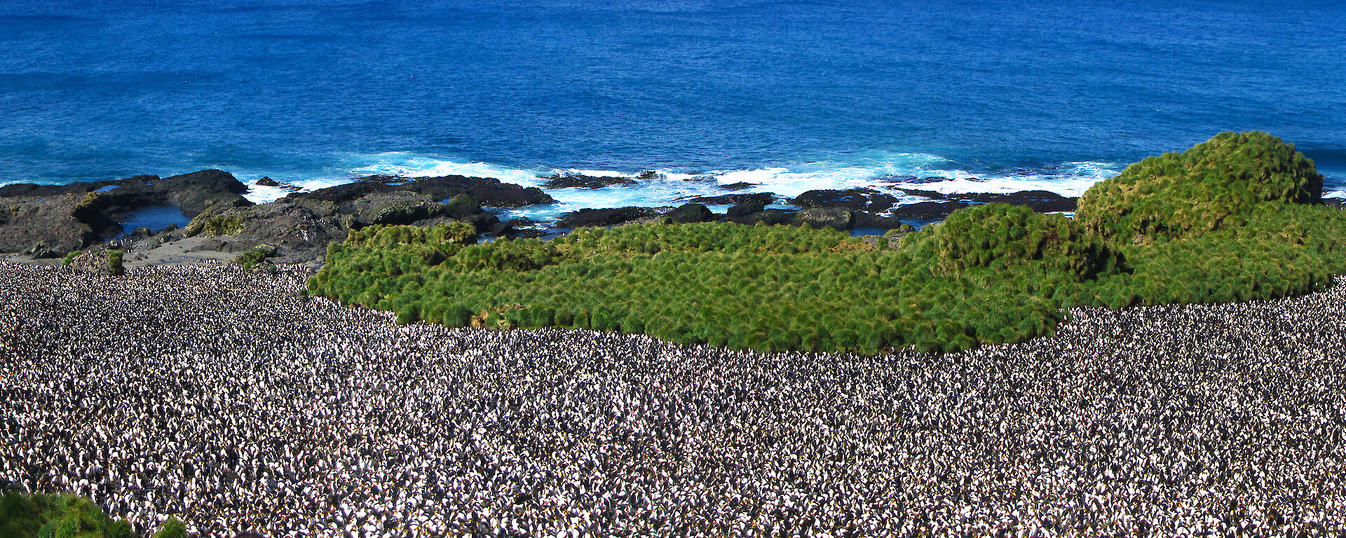 Royal penguin colony panorama shows large numbers
