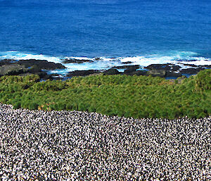 Royal penguin colony panorama shows large numbers