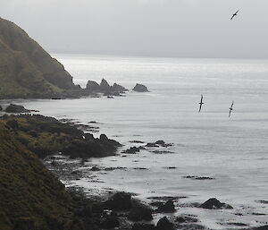 East coast showing water on right, cliffs on left and birds in flight
