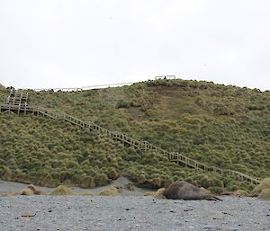 Steps to a viewing platform on Macquarie Island