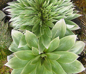 Pleurophyllum, green plant