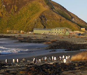 Macquarie Island station as seen from afar with beach and penguins in foreground