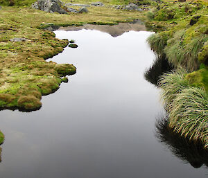 Still water surrounded by green on west coast