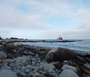 Elephant seal faces camera on beach while ship L'Astrolabe is seen in the background