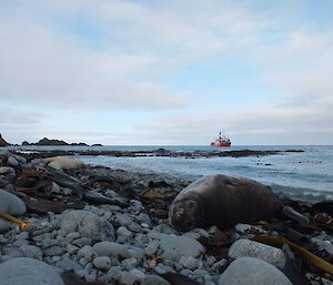 Elephant seal faces camera on beach while ship L'Astrolabe is seen in the background