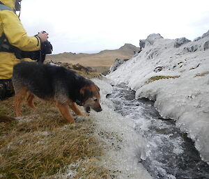 Tamar the dog drinking from an icy creek