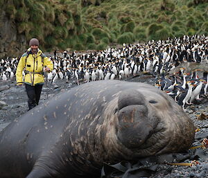 Stu behind a very large male elephant seal (beachmaster) and surrounded by royal penguins