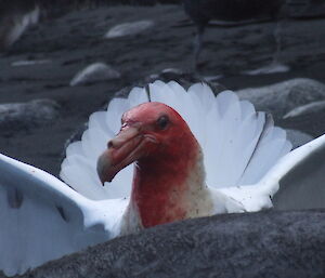 Southern giant petrel feeding