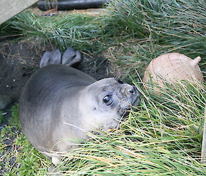 Weaning seal pup under the stairs playing with a buoy
