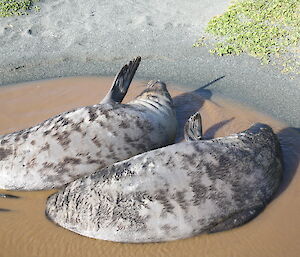 Two weaning seal pups in a puddle