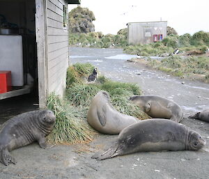 Five weaning seal pups outside of Robby’s office