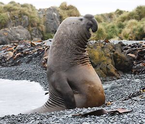 An interesting stance as a male elephant seal seems to stand upright on the beach