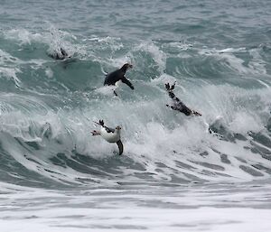 Royal penguins frolicking in waves