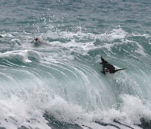 Royal penguin surfing a wave