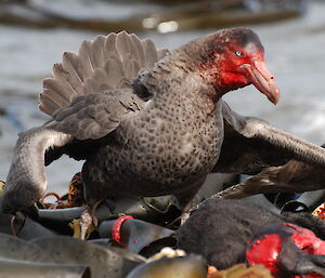 Giant petrel eating carrion