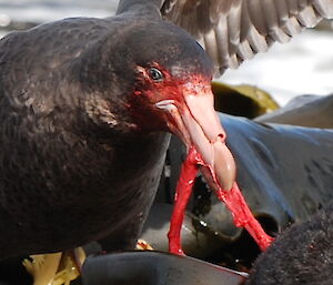 Giant petrel eating carrion on the beach