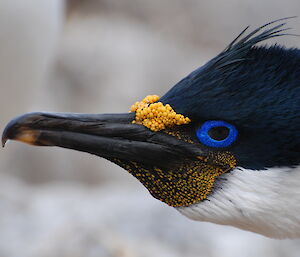 Blue eyed shag close up of head