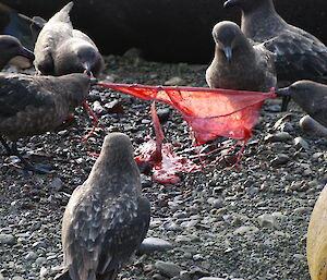 Skuas eat carrion on the beach