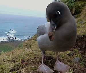 Light mantled sooty albatross