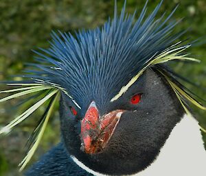 Rockhopper penguin