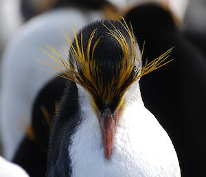 Royal penguin