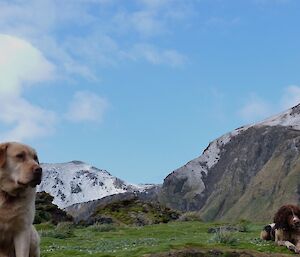 Rico and Joker, hunting dogs, at Caroline Point