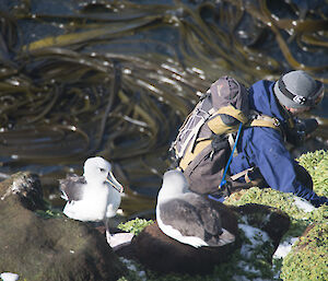 Paul passing by nesting kelp gulls as he climbs a steep hill