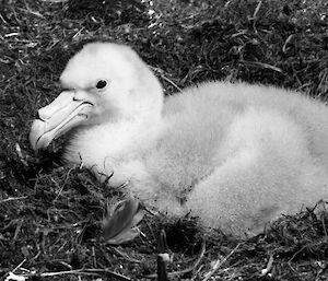 Northern giant petrel chick at rest (black and white)
