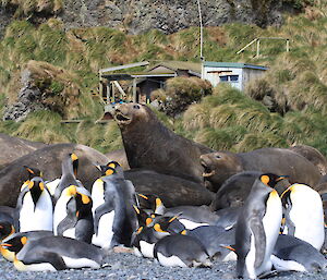 Green Gorge beach with penguins and seals in foreground and the hut in the background