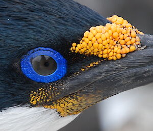 Blue eyed shag