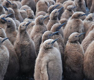 King penguin chicks