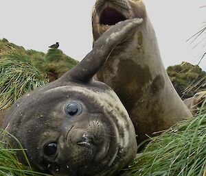 Playful seal pups