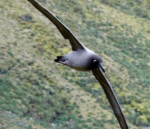 Light mantled sooty albatross