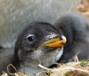 Gentoo chick