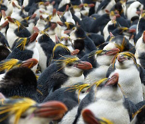 Royal penguins
