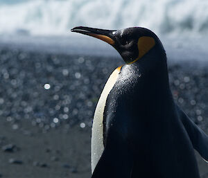 King penguin