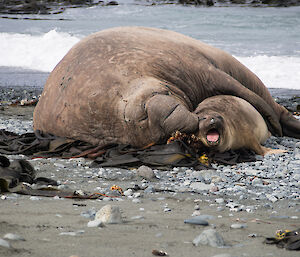 Bull seal and young female