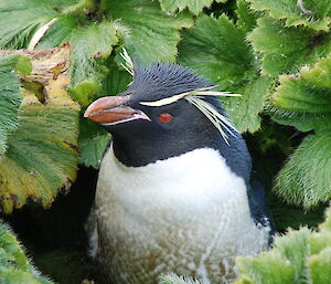 Rockhopper penguin