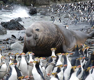 Royal penguins clearing the beach for the beachmaster elephant seal
