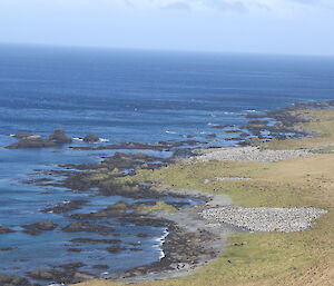 Two Royal penguin rookeries on the east coast