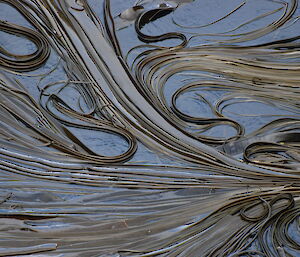 Kelp