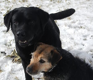 Wags and Tamar, two of the MIPEP hunting dogs, sit in the snow