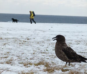 Dave participating in the skua census