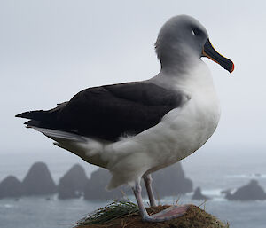 Grey headed albatross