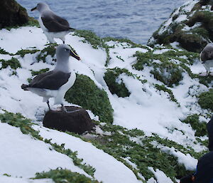 Grey headed albatross perched on a rock with expeditioner looking on