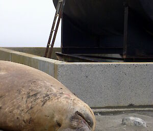 Sleeping seal close to one of the piezos