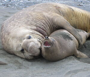 A male puts his flipper over a female elephant seal, seemingly in embrace