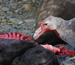 Giant petrel feeding