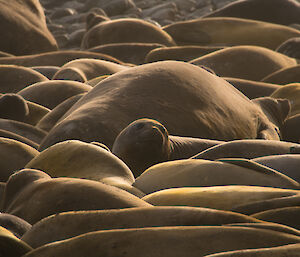 Elephant seals in a group sleeping with one head popping up